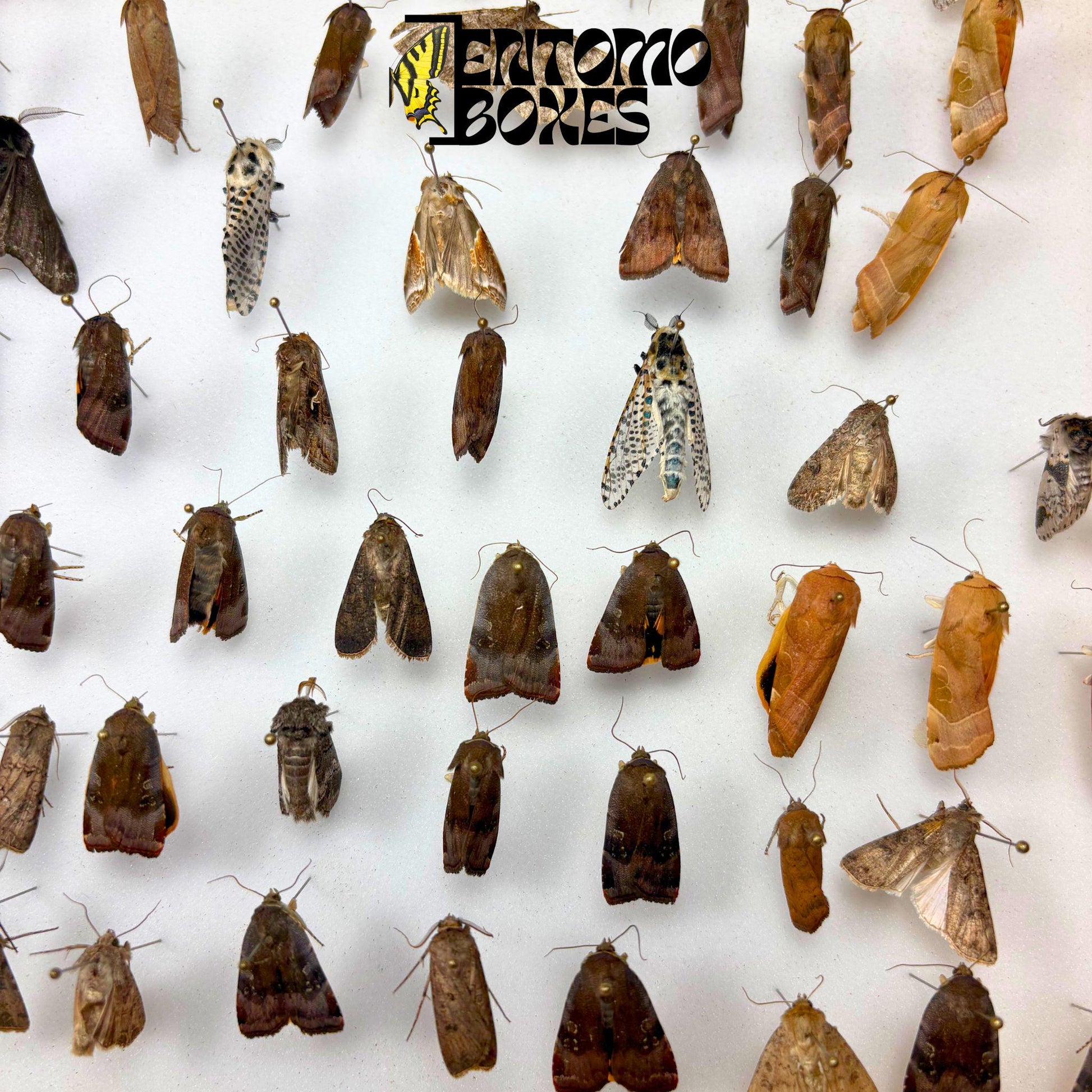 Set of five real moth specimens with closed wings, mounted on steel pins in a foam-lined entomology box, showing natural tan and dark brown patterns.