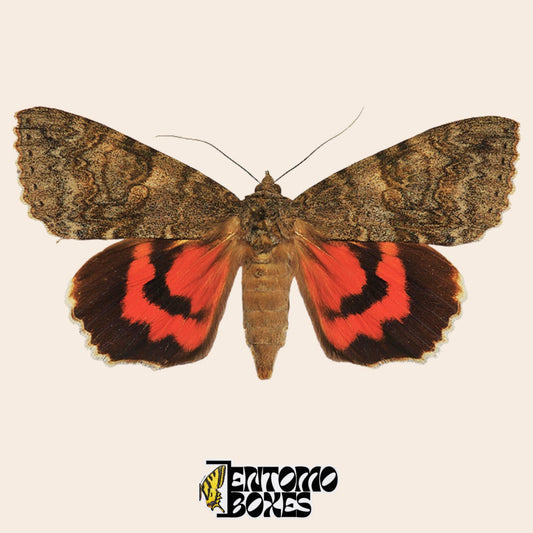 Spécimen de papillon de nuit Catocala étalé, ailes antérieures grises mimétiques et ailes postérieures rouge-orangé vif rayées de noir