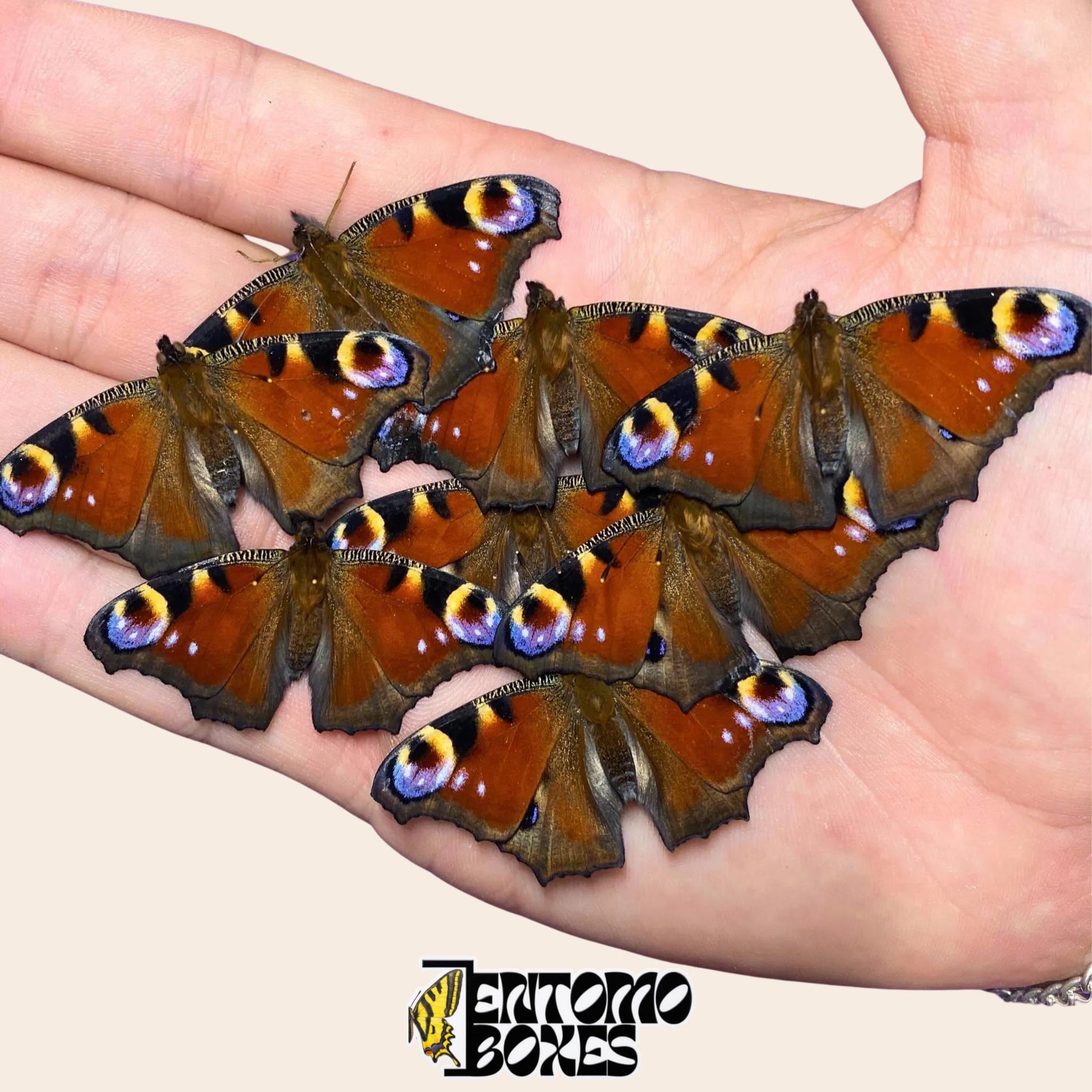 Spécimens conservés de paon du jour (Inachis io) aux ailes orange et brunes repliées, tenus dans une main
