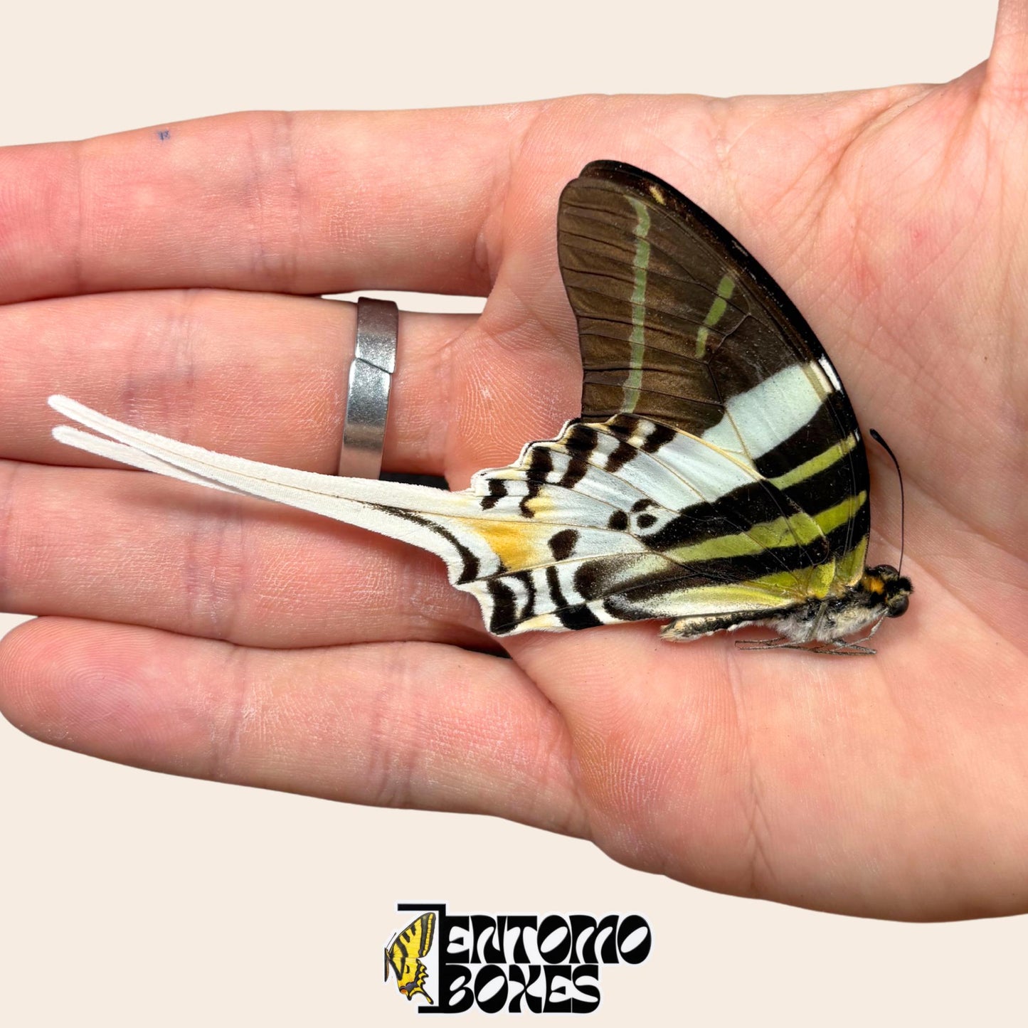 Papillon Graphium androcles Grand Porte-epee empaquete, ailes fermees