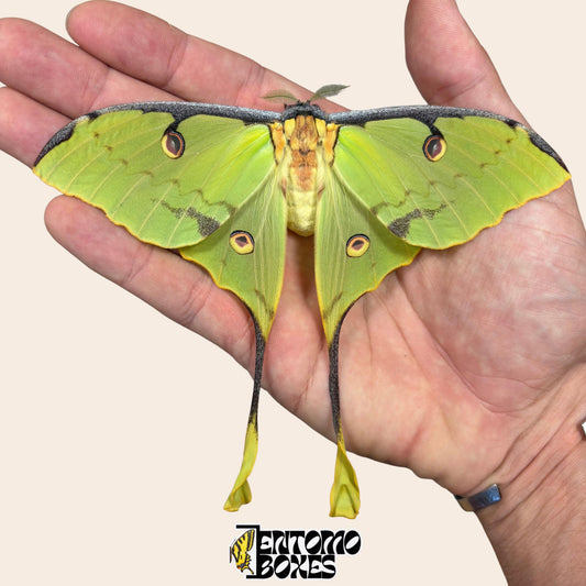 Argema mimosae