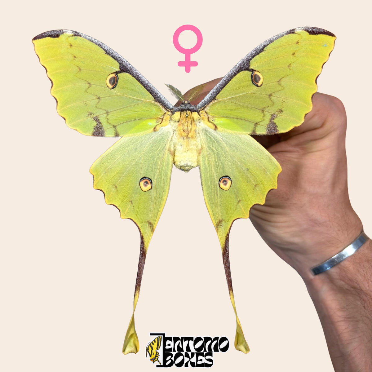 african moon moth argema mimosae pinned female