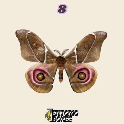 brown moth with pink and brown eye spots on the hindwings, specimen No.8, defected budget specimen