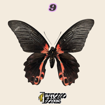 black swallowtail butterfly with red markings near the body and on the hindwings, specimen No.9, defected budget specimen