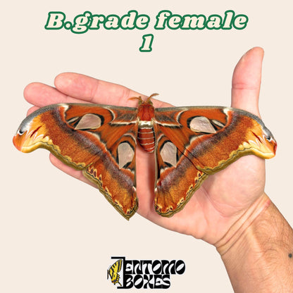 Attacus atlas (Non monté)