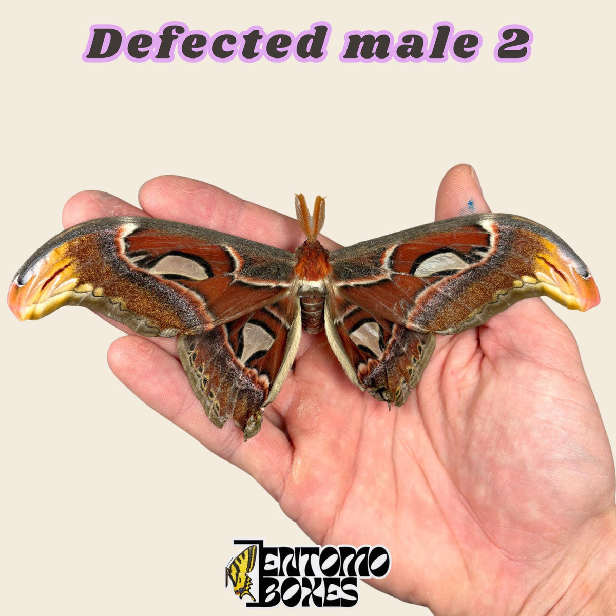 Attacus atlas (Non monté)