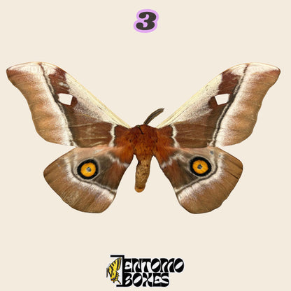 brown silk moth with two yellow eye spots on the hindwings, specimen No.3, defected budget specimen