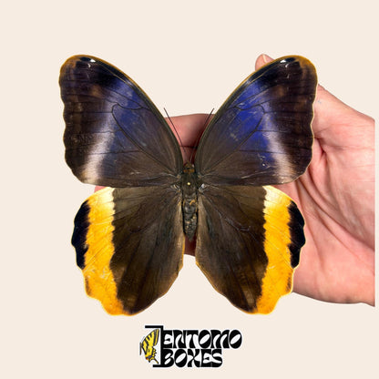 Caligo atreus