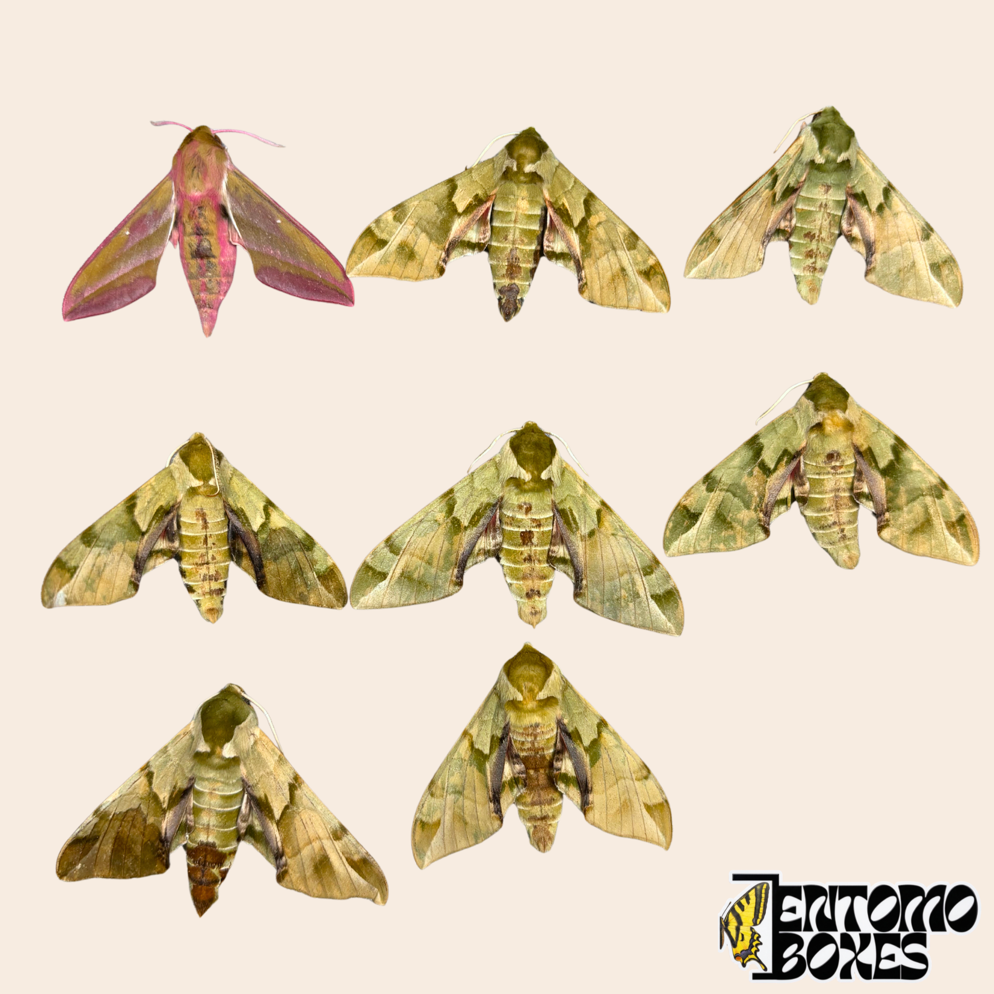 Huit spécimens de sphinx non montés sur fond beige, sept Callambulyx tatarinovii vert olive et un Deilephila elpenor rose et olive de Mongolie