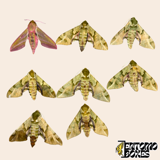 Huit spécimens de sphinx non montés sur fond beige, sept Callambulyx tatarinovii vert olive et un Deilephila elpenor rose et olive de Mongolie