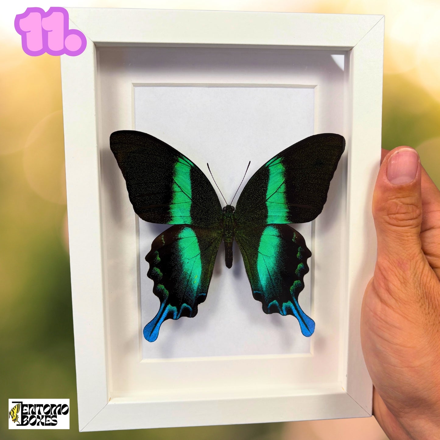Papillon tropical encadré