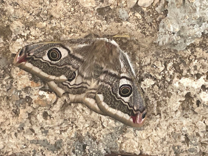Papillon femelle de Saturnia pavoniella posé sur un mur de pierre clair, ailes brun-gris portant chacune un ocelle sombre