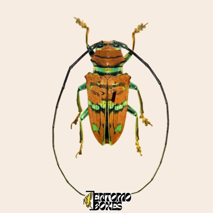 Longicorne Sternotomis pulchra, vue dorsale, élytres orange châtaigne à bandes vert métallique et pattes vertes, spécimen séché véritable du Cameroun