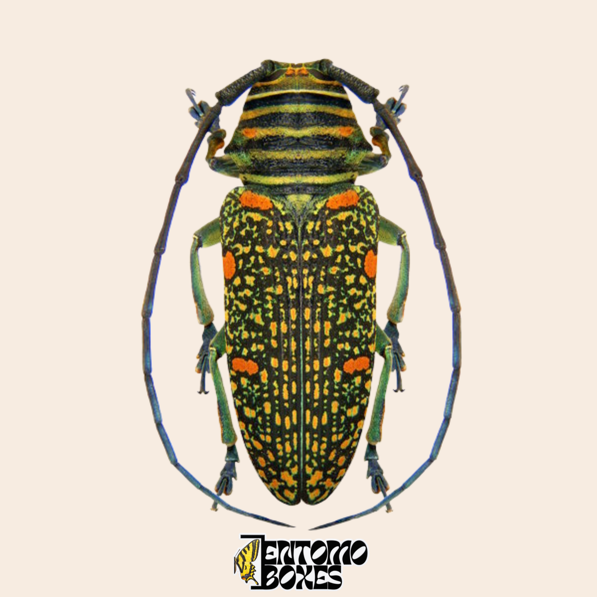Longicorne Zographus regalis, vue dorsale, élytres noirs à moucheture dorée dense et taches orange, pattes gris-bleu, spécimen séché véritable du Cameroun