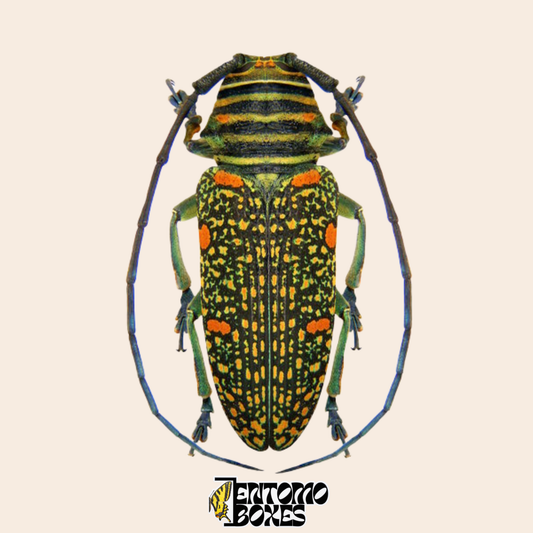 Longicorne Zographus regalis, vue dorsale, élytres noirs à moucheture dorée dense et taches orange, pattes gris-bleu, spécimen séché véritable du Cameroun