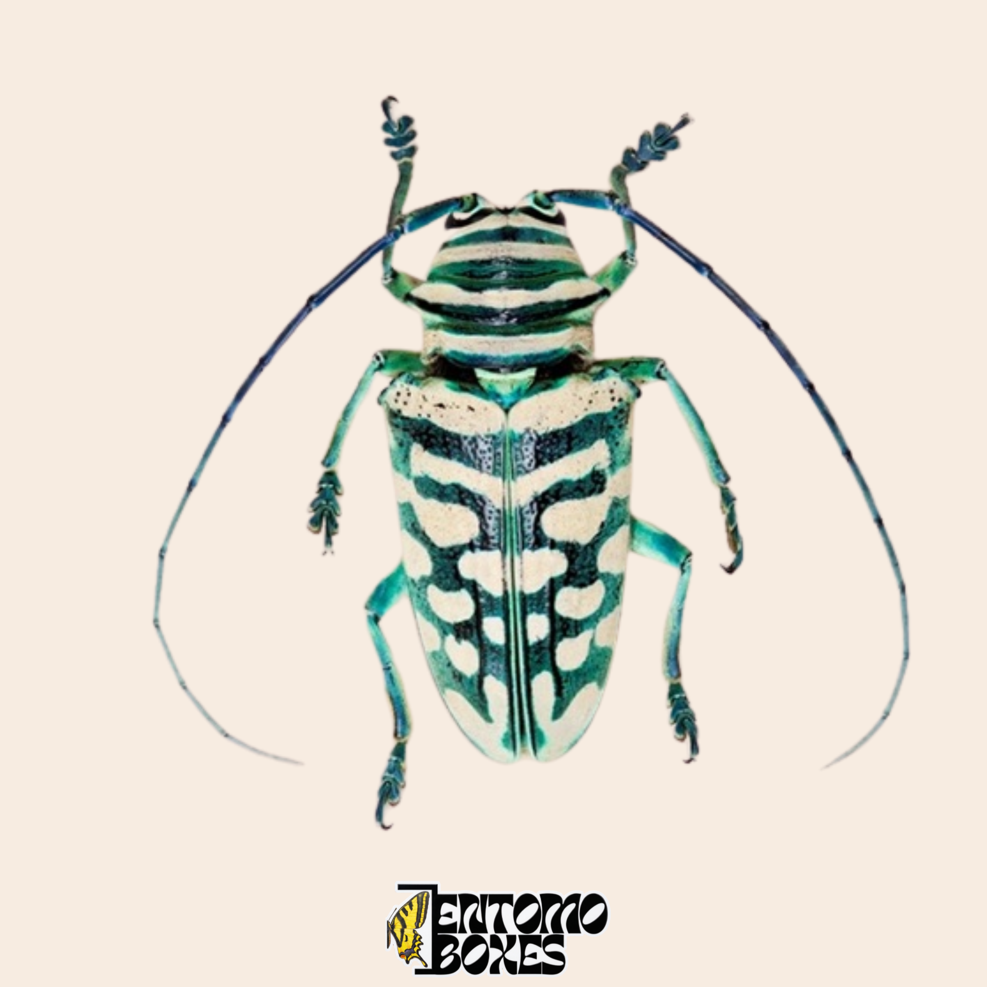 Longicorne Sternotomis bohemani, vue dorsale, élytres noirs à marbrure crème et vert menthe et pattes turquoise, spécimen séché véritable du Cameroun