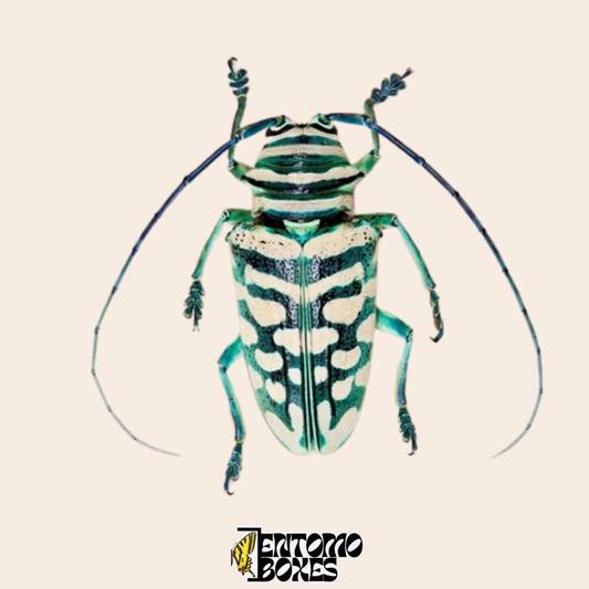 Longicorne Sternotomis bohemani, vue dorsale, élytres noirs à marbrure crème et vert menthe et pattes turquoise, spécimen séché véritable du Cameroun