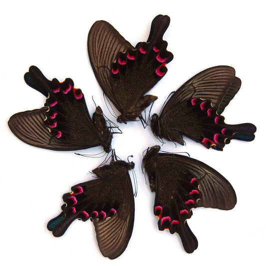 papilio bianor