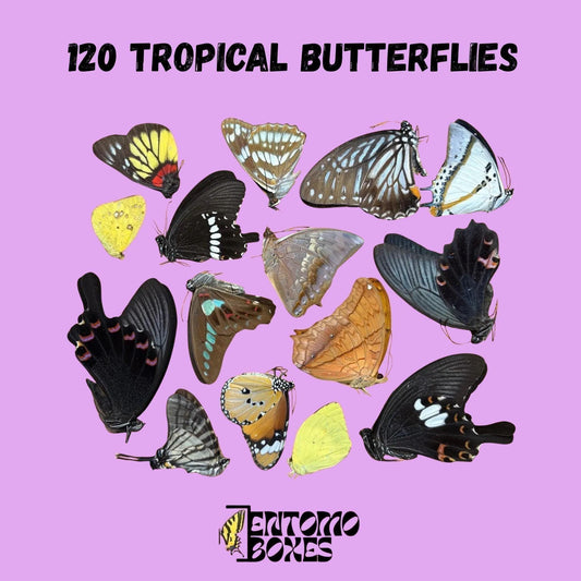 random mix of dry papered tropical butterflies from southeast asia