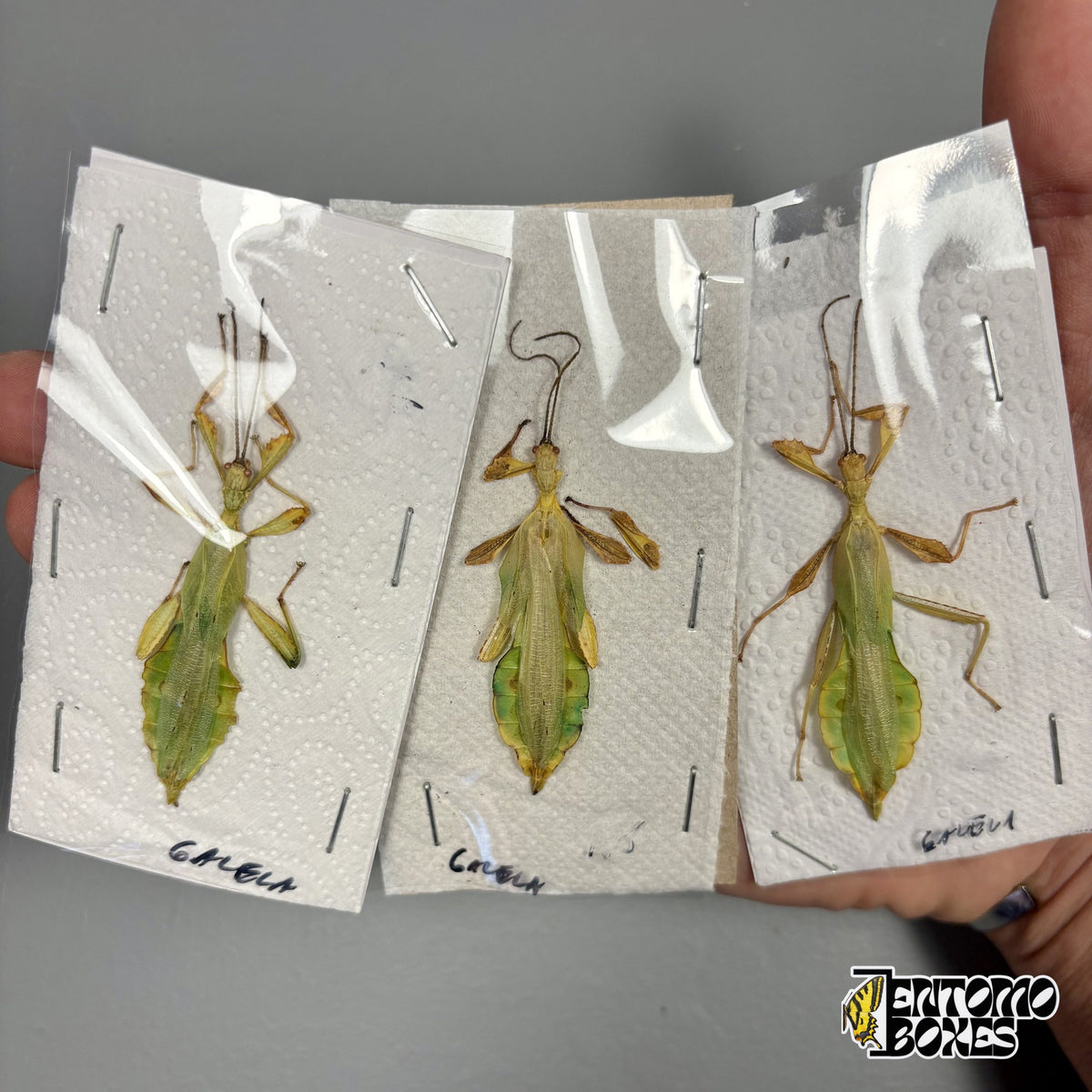 Trois phyllies Phyllium mâles séchées, spécimens non montés à plat sous film, tenus en main