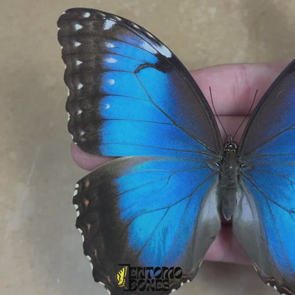 Morpho helenor (Étalé)