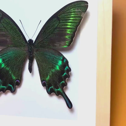 Papilio maackii encadré