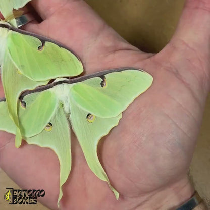 Actias luna (Non montée)