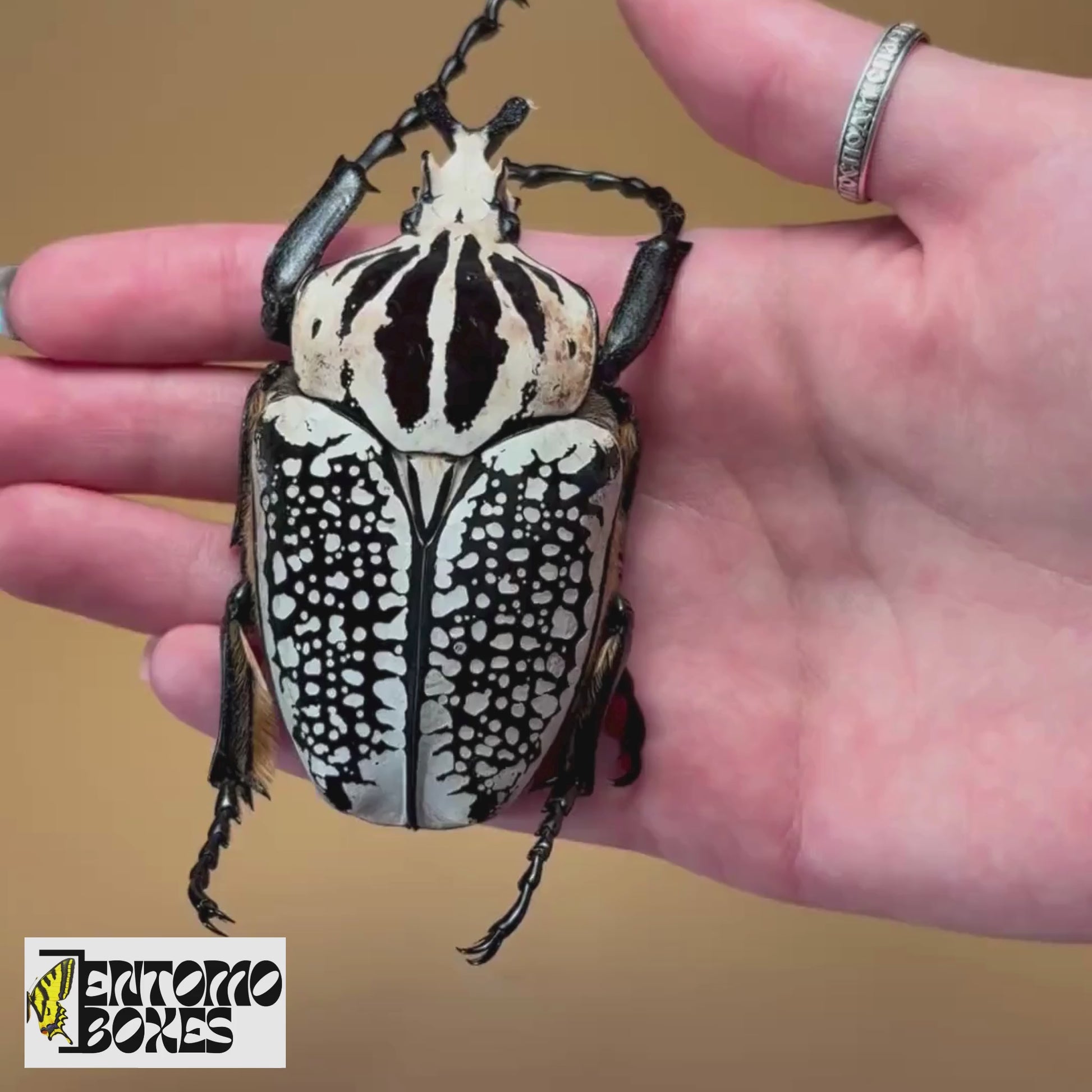goliathus meleagris beetle for sale