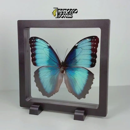 Papillon dans un cadre transparent