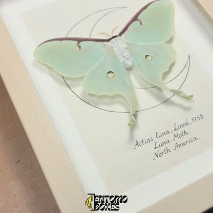 Papillon lune encadré