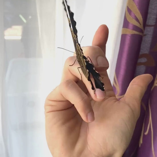 morpho butterfly