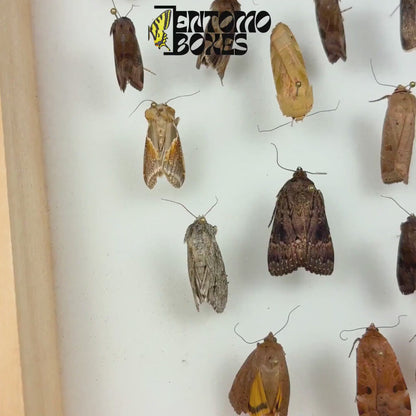 5 Papillons de Nuit Européens Mélangés