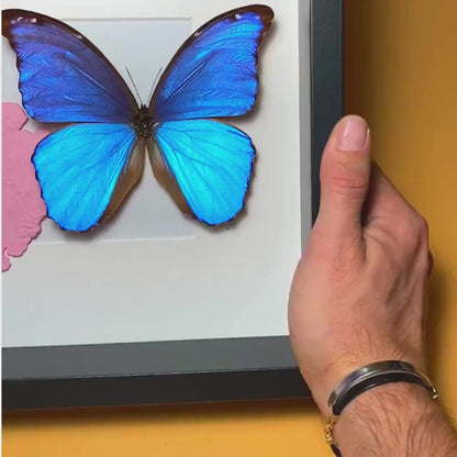 Morpho Didius encadré avec carte d'Amérique du Sud
