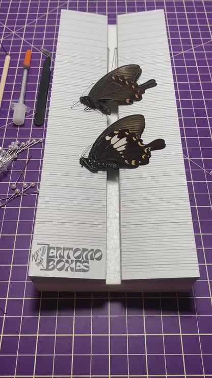 KIT Mini Papillons