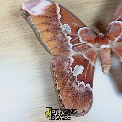 Rothschildia equatorialis