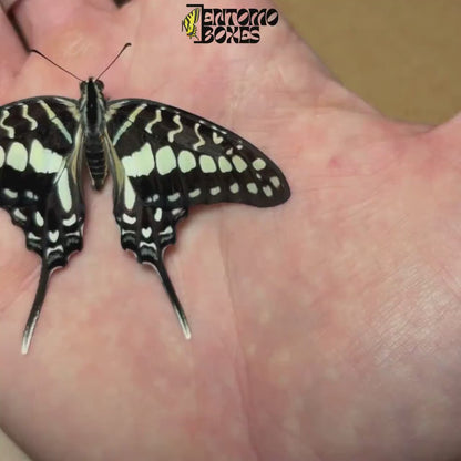 Graphium policenes