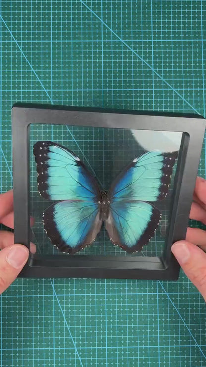 KIT Morpho Bleu