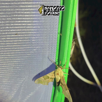Lampe UV pour attirer les papillons de nuit