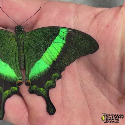 Papilio palinurus (Non monté)