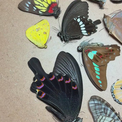 Mélange de papillons tropicaux