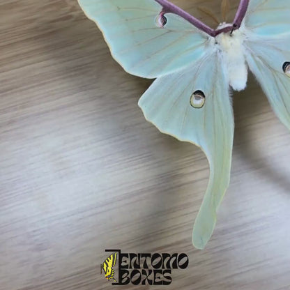 Actias luna (Étalée)