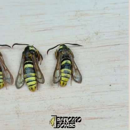 Sesia apiformis (Non monté)