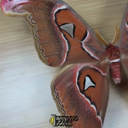 Attacus lorquini (Étalé)