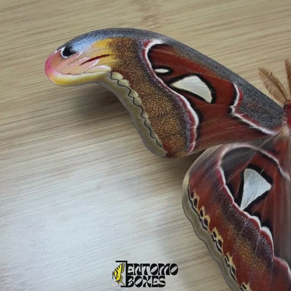 Attacus atlas (Étalé)