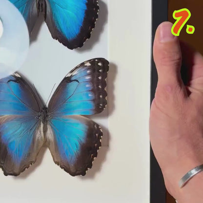 Paire de Morpho Bleu