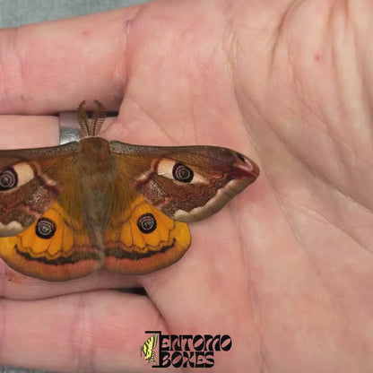 Saturnia pavonia (Non montée)