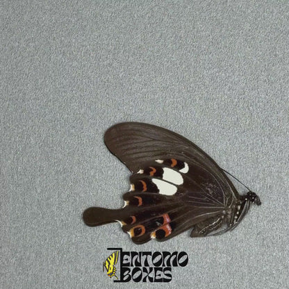 Pince Entomologique Douce 15cm