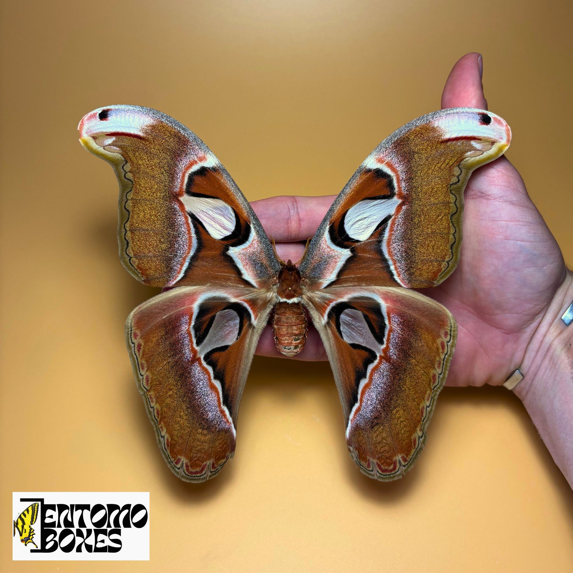 attacus lorquini female for sale
