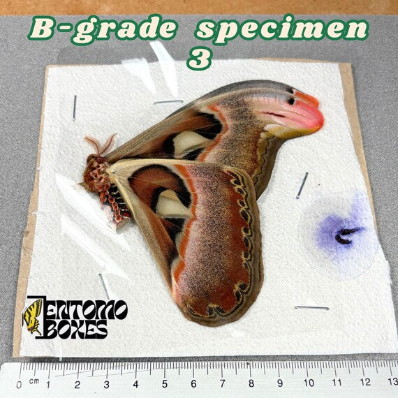 Papillon de nuit Attacus atlas spécimen qualité B 3, non étalé avec petits défauts
