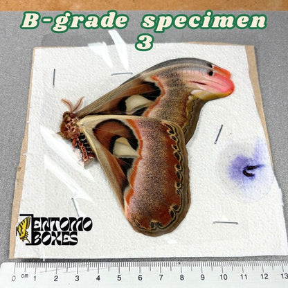 Papillon de nuit Attacus atlas spécimen qualité B 3, non étalé avec petits défauts